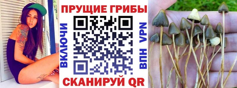 Купить где  Бугуруслан  Псилоцибиновые грибы мухоморы 